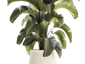 Beautiful Strelitzia Bush Plants In A Flowerpot 1319 3D 모델