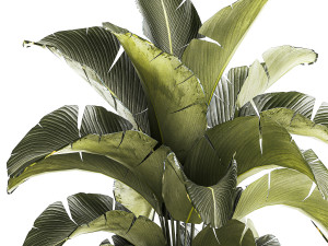 Beautiful Strelitzia Bush Plants In A Flowerpot 1319 3D 모델