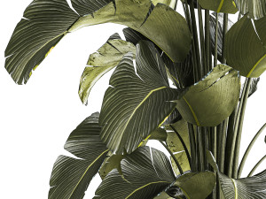Beautiful Strelitzia Bush Plants In A Flowerpot 1319 3D 모델