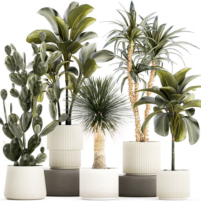 Set of beautiful desert plants in flowerpots for decor 1321 Modelo 3D .c4d .max .obj .3ds .fbx .stl .blend 