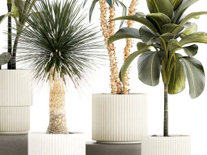 Set of beautiful desert plants in flowerpots for decor 1321 3D Model