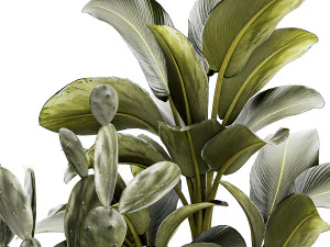 Set of beautiful desert plants in flowerpots for decor 1321 3D Model