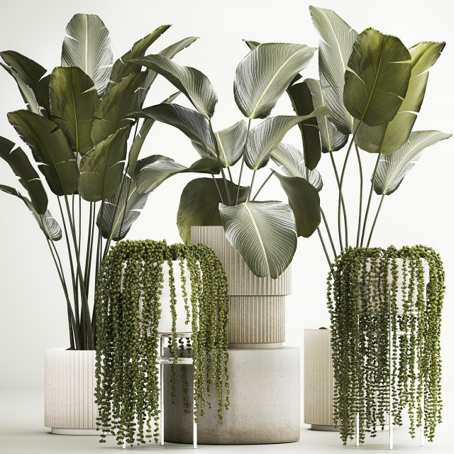 Beautiful Strelitzia and Calathea lutea plants in a flower pot 1322 3D Модель .c4d .max .obj .3ds .fbx .stl .blend 