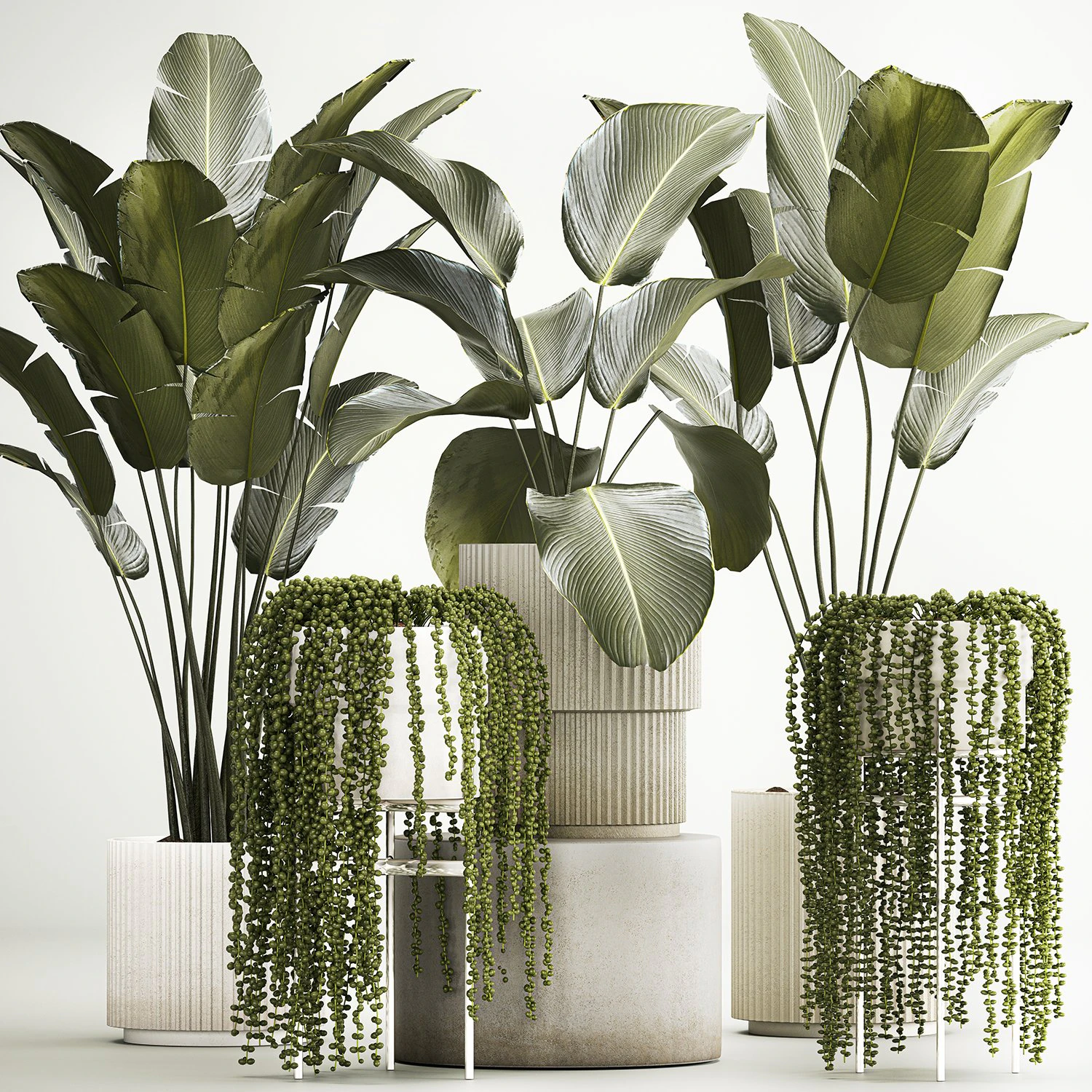 Beautiful Strelitzia and Calathea lutea plants in a flower pot 1322 3D Model .c4d .max .obj .3ds .fbx .stl .blend 