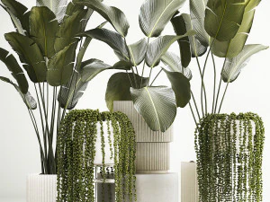 Prachtige Strelitzia en Calathea lutea planten in een bloempot 1322 3D Model