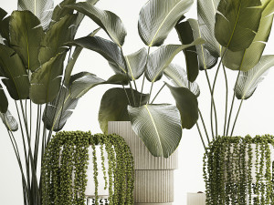 Beautiful Strelitzia and Calathea lutea plants in a flower pot 1322 3D Модель