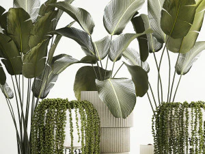 Beautiful Strelitzia and Calathea lutea plants in a flower pot 1322 3D Model