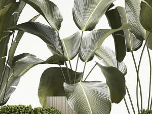 Beautiful Strelitzia and Calathea lutea plants in a flower pot 1322 3D Model