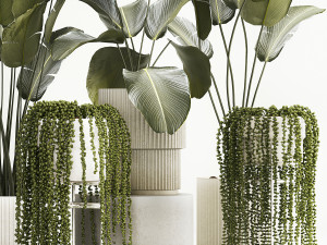 Beautiful Strelitzia and Calathea lutea plants in a flower pot 1322 3D Модель