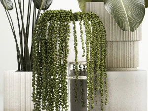 Beautiful Strelitzia and Calathea lutea plants in a flower pot 1322 3D Model