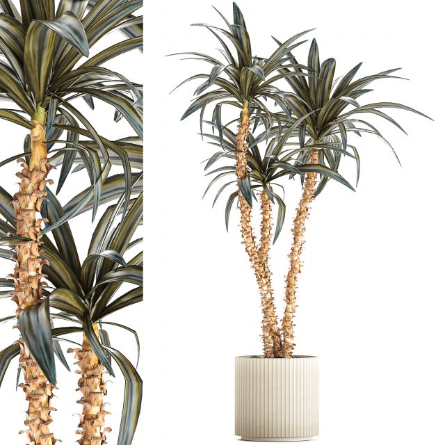 Beautiful Yucca and Dracaena plants in a flower pot 1323 Modelo 3D .c4d .max .obj .3ds .fbx .stl .blend 