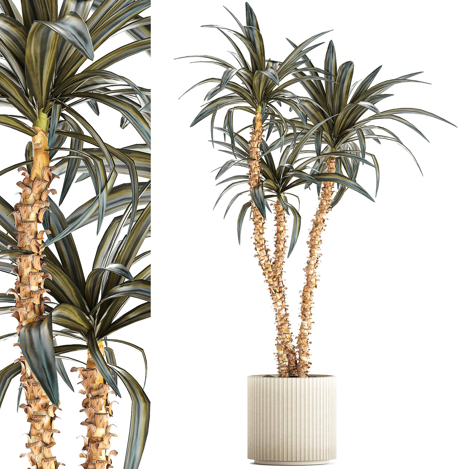 Beautiful Yucca and Dracaena plants in a flower pot 1323 3D Model .c4d .max .obj .3ds .fbx .stl .blend 