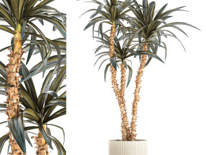 Beautiful Yucca and Dracaena plants in a flower pot 1323 Modelo 3D