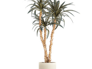 Beautiful Yucca and Dracaena plants in a flower pot 1323 Modelo 3D
