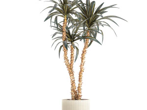 Beautiful Yucca and Dracaena plants in a flower pot 1323 3D Model