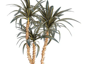Beautiful Yucca and Dracaena plants in a flower pot 1323 3D Model