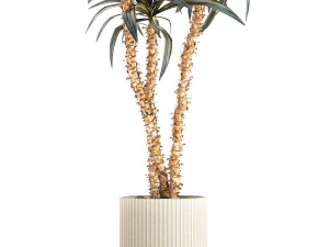Beautiful Yucca and Dracaena plants in a flower pot 1323 3D Model