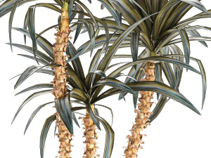 Beautiful Yucca and Dracaena plants in a flower pot 1323 3D Model