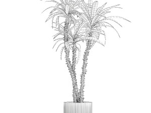 Beautiful Yucca and Dracaena plants in a flower pot 1323 Modelo 3D
