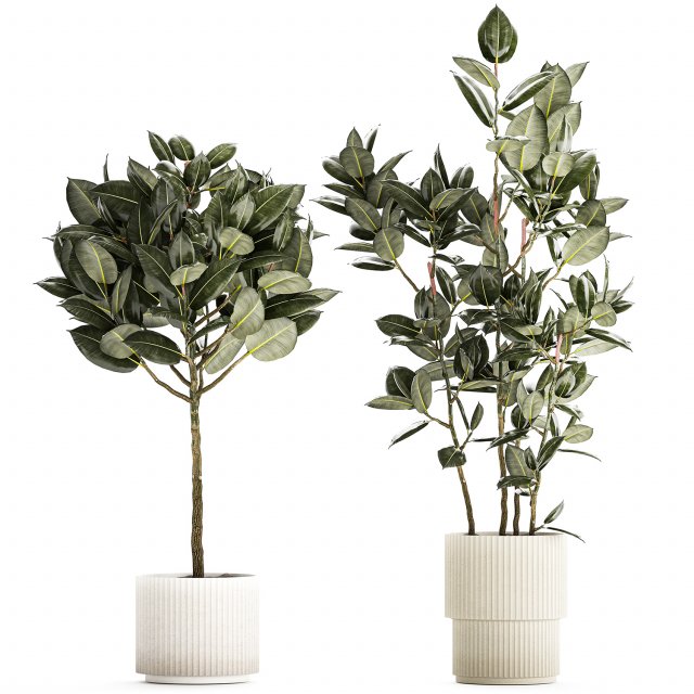 Beautiful Ficus elastica trees in a flower pot 1324 3D Модель .c4d .max .obj .3ds .fbx .stl .blend 