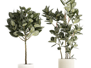 Beautiful Ficus elastica trees in a flower pot 1324 Modelo 3D