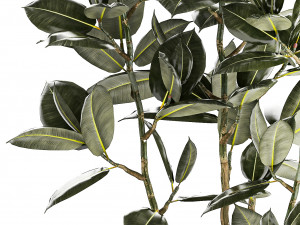 Beautiful Ficus elastica trees in a flower pot 1324 3D Модель