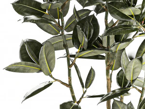 Beautiful Ficus elastica trees in a flower pot 1324 3D Model