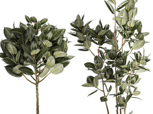 Beautiful Ficus elastica trees in a flower pot 1324 3D Модель