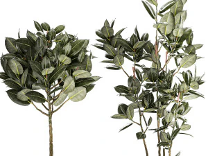 Beautiful Ficus elastica trees in a flower pot 1324 3D Model
