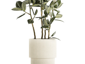 Beautiful Ficus elastica trees in a flower pot 1324 3D Модель