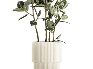 Beautiful Ficus elastica trees in a flower pot 1324 3D Model