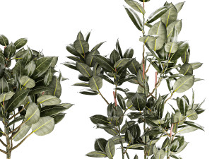 Beautiful Ficus elastica trees in a flower pot 1324 3D Модель