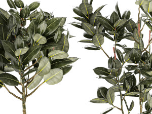 Beautiful Ficus elastica trees in a flower pot 1324 3D Модель