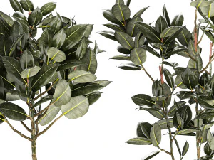 Beautiful Ficus elastica trees in a flower pot 1324 3D Model