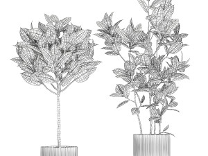 Beautiful Ficus elastica trees in a flower pot 1324 3D Модель