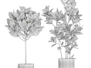 Beautiful Ficus elastica trees in a flower pot 1324 3D Model