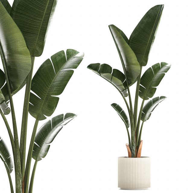 Beautiful Strelitzia and Ravenala plant in a flower pot 1325 Model 3D .c4d .max .obj .3ds .fbx .stl .blend