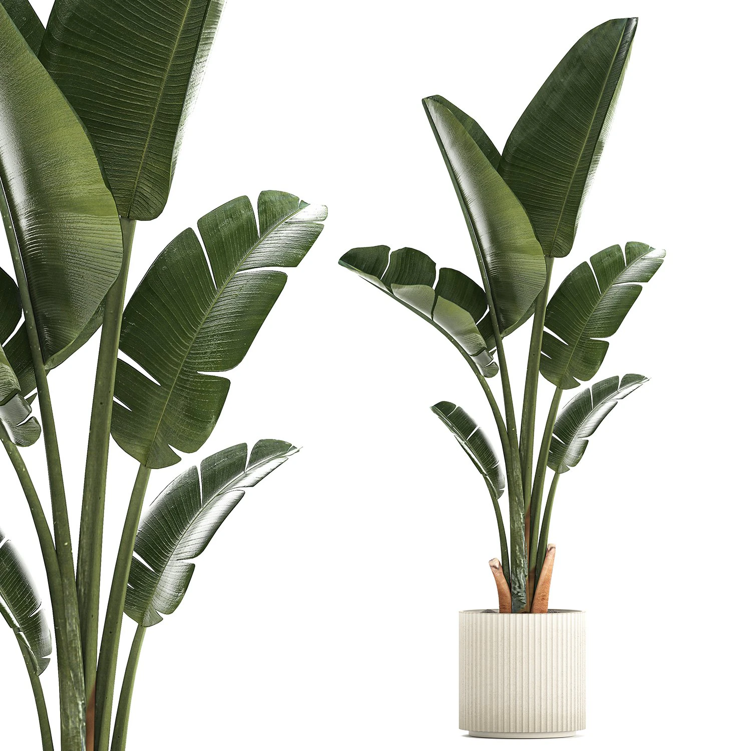 Beautiful Strelitzia and Ravenala plant in a flower pot 1325 3D Model .c4d .max .obj .3ds .fbx .stl .blend 