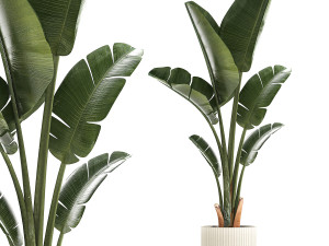 Beautiful Strelitzia and Ravenala plant in a flower pot 1325 Modelo 3D