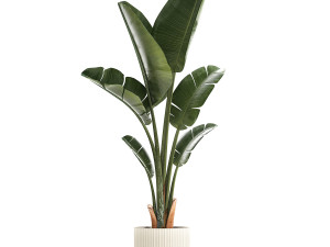 Beautiful Strelitzia and Ravenala plant in a flower pot 1325 Model 3D