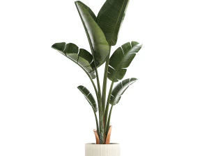 Beautiful Strelitzia and Ravenala plant in a flower pot 1325 3D Model