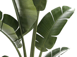 Beautiful Strelitzia and Ravenala plant in a flower pot 1325 3D Model