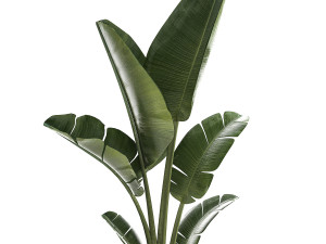 Beautiful Strelitzia and Ravenala plant in a flower pot 1325 Model 3D