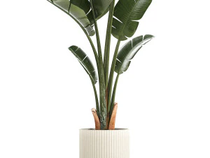 Beautiful Strelitzia and Ravenala plant in a flower pot 1325 3D Model
