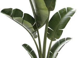 Beautiful Strelitzia and Ravenala plant in a flower pot 1325 3D Model