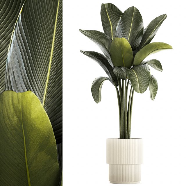 Beautiful Strelitzia and Ravenala plant in a flower pot 1326 Modello 3D .c4d .max .obj .3ds .fbx .stl .blend 