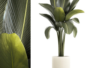 Beautiful Strelitzia and Ravenala plant in a flower pot 1326 Modelo 3D