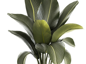 Beautiful Strelitzia and Ravenala plant in a flower pot 1326 Modello 3D