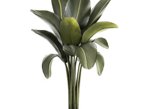 Beautiful Strelitzia and Ravenala plant in a flower pot 1326 Modello 3D
