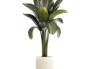 Beautiful Strelitzia and Ravenala plant in a flower pot 1326 Modello 3D